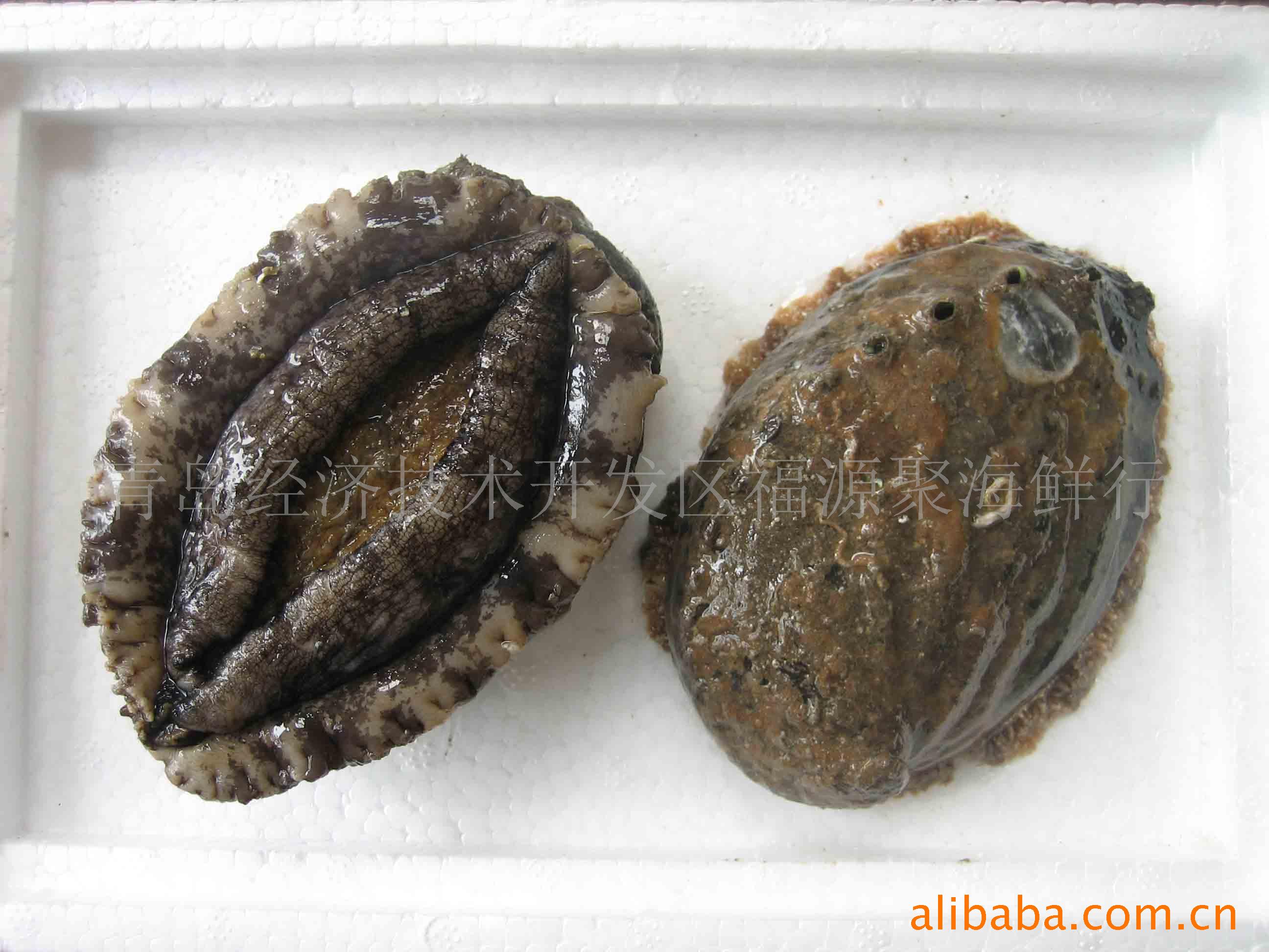 青岛野生鲜活鲍鱼