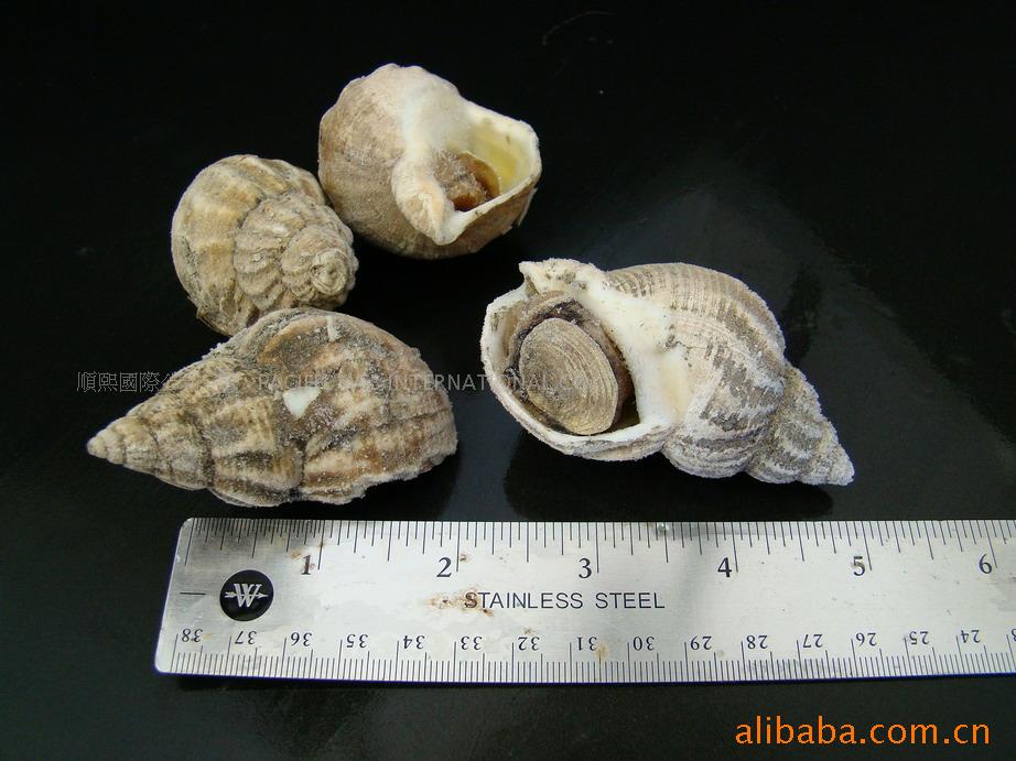 -NorthernWhelkŷ޶