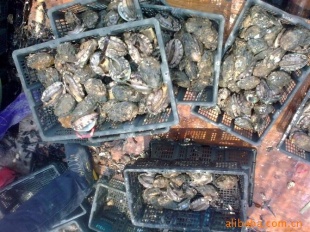 yangyudao