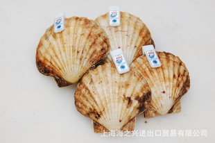 Ųȱ