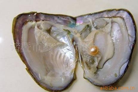 淡水小河蚌,河蚌,小河蚌