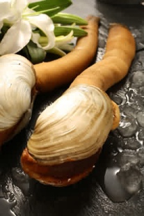 ũƷʻˮƷΰGeoduck