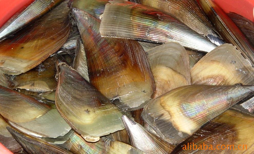 首页 产品大全 海鲜贝类yunshu