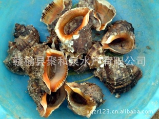 Ƶƺزʻݡ50g/