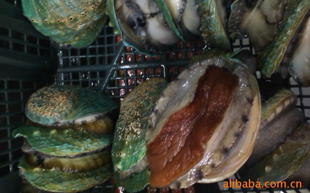 批发A级鲜活美味翡翠鲍鱼