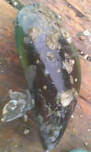 ڱ,ʣտ