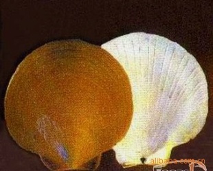 Բ̩