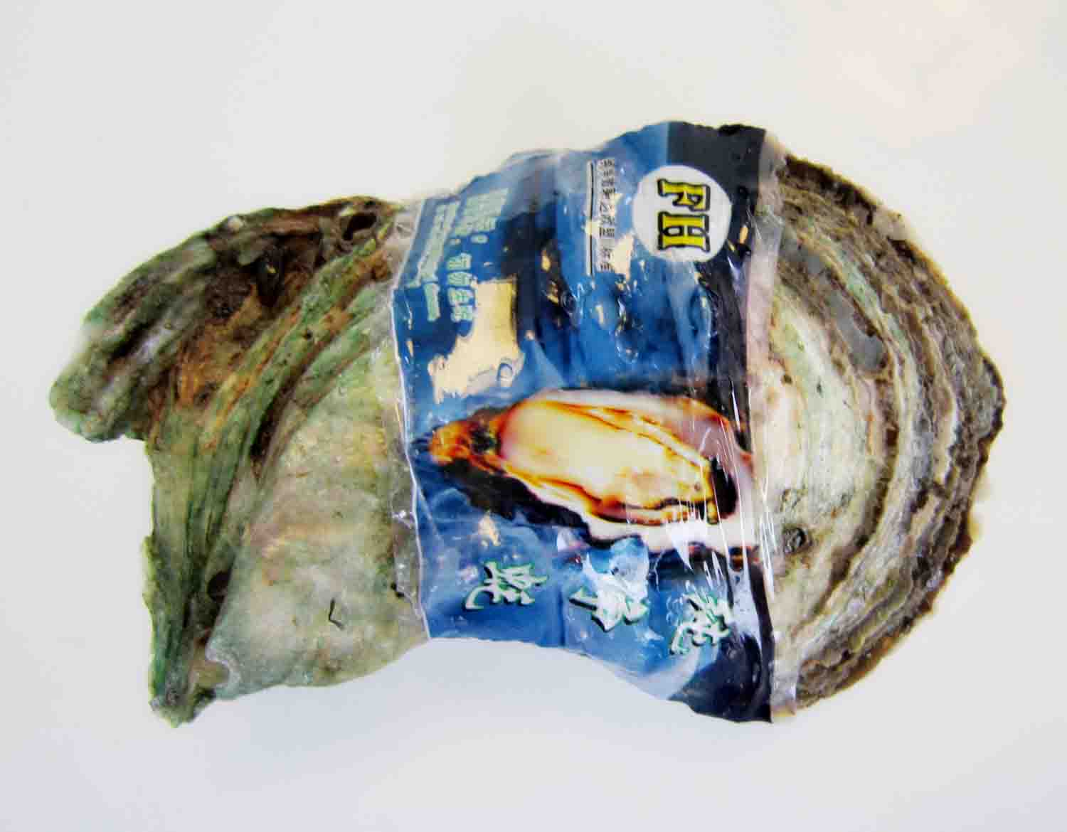 生蚝批发,湛江生蚝批发,净化生蚝批发