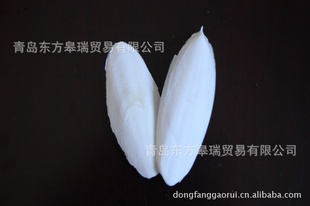 īCuttlefishBone