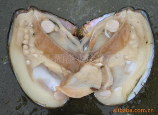 Ӱ鱴ǣֳ