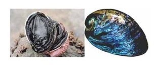LIVENZPaua/Abalone(wild)-ϵ--Ұڽ