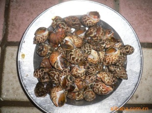 ݶݶ