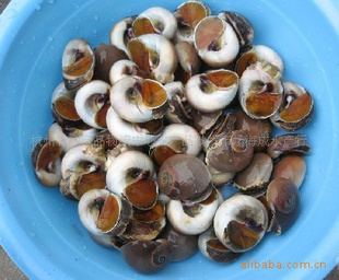 ʻҰ