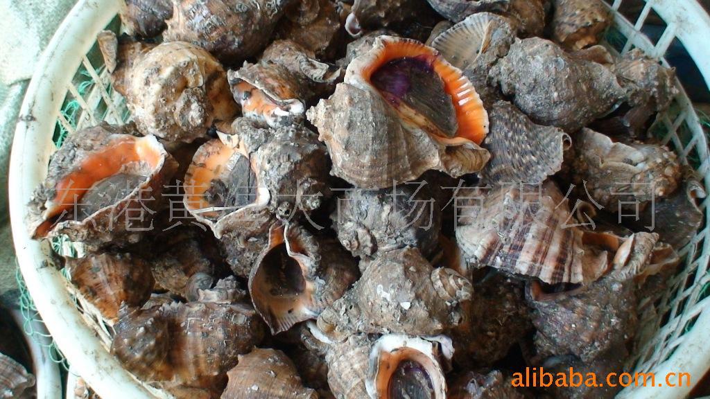 海螺—黄海水产品—海螺