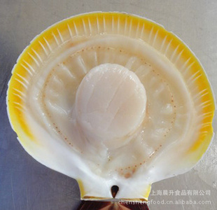 冻品类日月贝批发——上海晨升食品