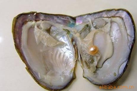 批发淡水小河蚌,河蚌,促销小河蚌