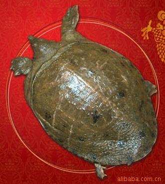 c11正宗阳澄湖野生甲鱼鳖老鳖鳖类商务礼品