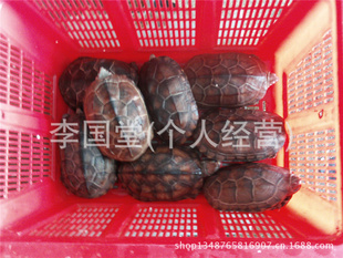 Ȼڹ꣬ڹ꣬