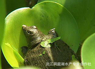 ͥ硢л