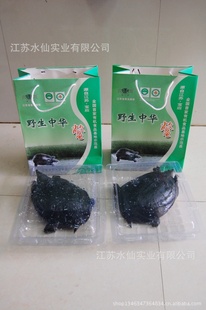 ֱ޹лҰ̬
