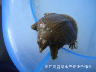 ͥ硢л磨3-8ˣ