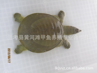 ̬硢Ʒ