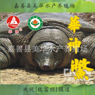 仪л/̬/ˮ/ˮ