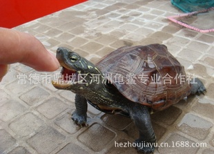 ͥллݹֳ̬꣬