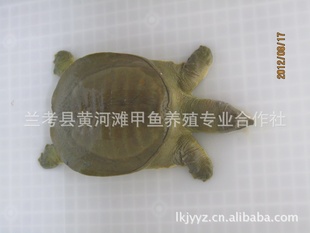 ػƺֳ̲OI*250g—500gƷ
