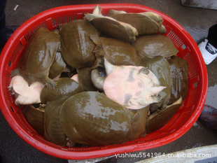 3괿л