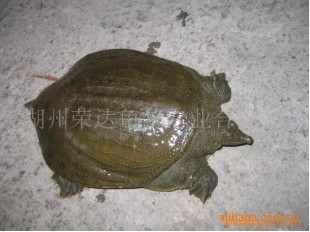 綩ָл