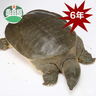 Ǯ6̬ʳʻʹ