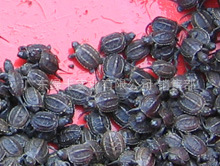 ڹ2012Ұлݹÿֻ3