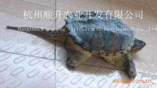 ˳꣬Ʒ