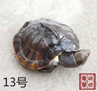 ʯ/ǹ/13ų