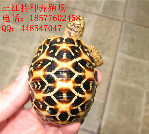 Ӧӡǹ