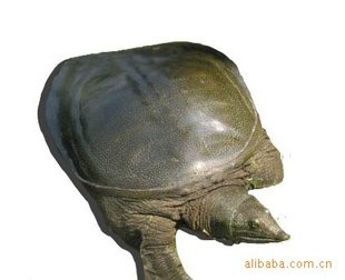 ձĸ