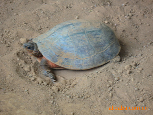 ʮʯ