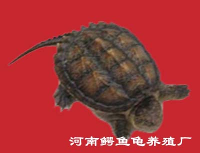 ꡢ