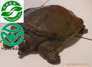 B09κ̬۱1300gлƷ
