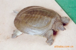 ȫĸ3