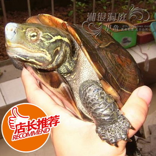 ͥлݹ꣨1-2