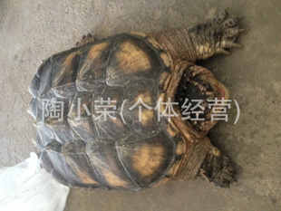 ꣨Ʒ