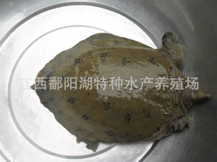 ȫιСҰϼ