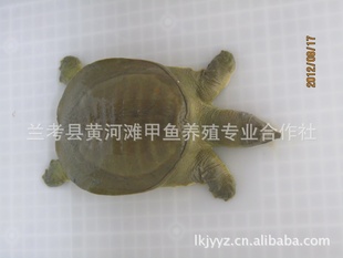 ػƺֳ̲**250g—500gƷ