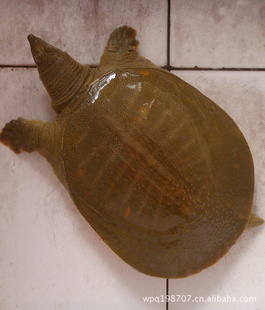 ձлӽƷлֳ޹