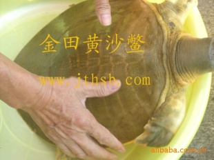 卖金黄的真正金田黄沙鳖商品