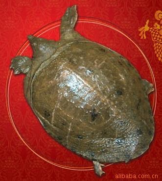 C17正宗阳澄湖野生甲鱼鳖类鳖老鳖商务送礼