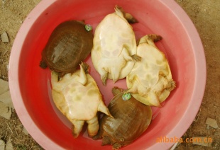 ԭ̬ݻƱ