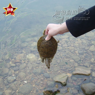ͥҰ硢л磨30-100ˣ1000ֻ